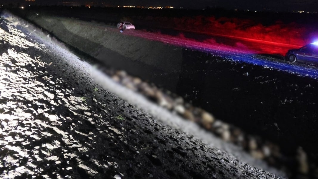 Iğdır'da arı saldırısı faciaya dönüştü; 400 küçükbaş öldü, 5 kişi yaralandı