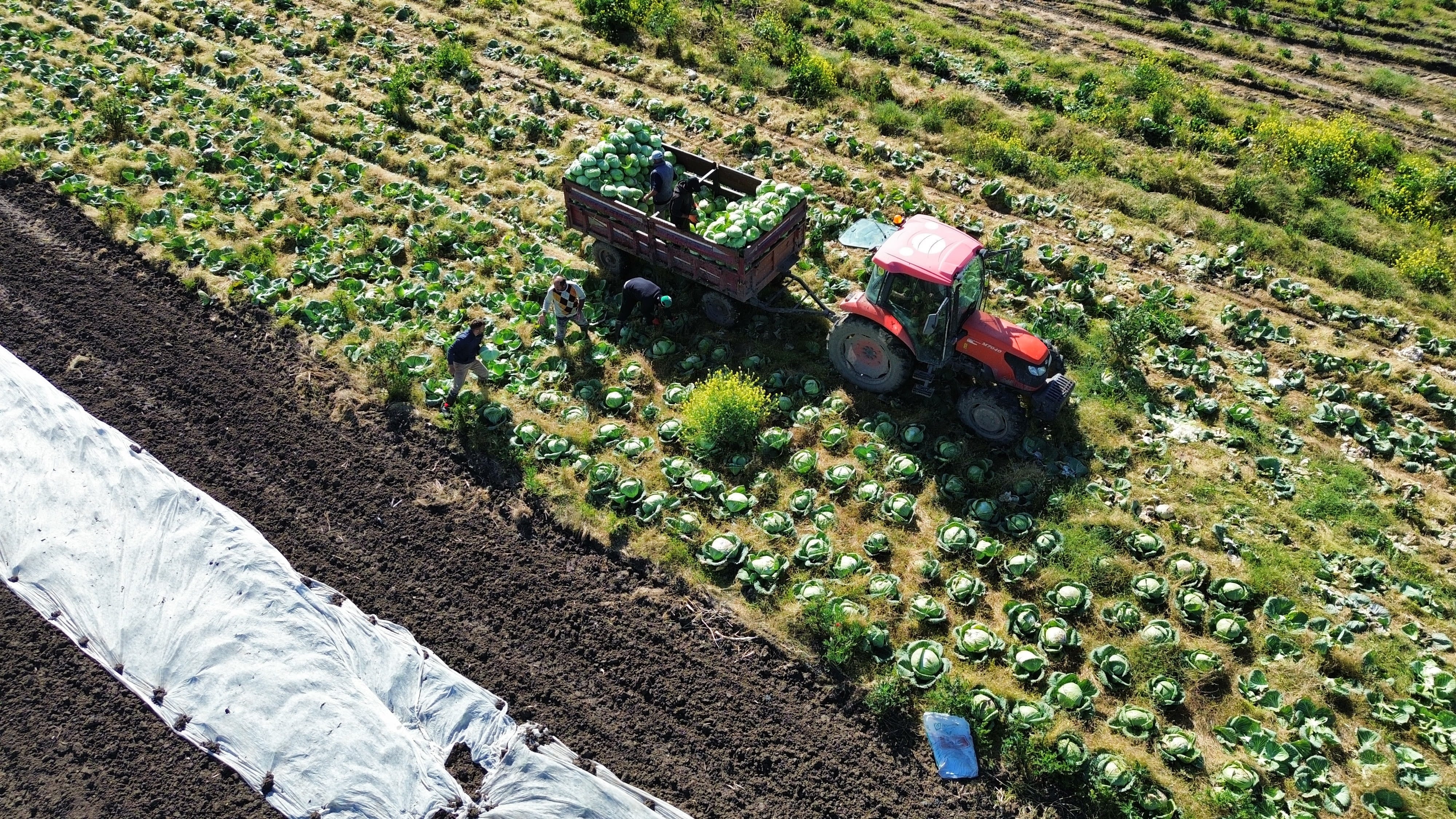 175 bin tonluk hasat tamamlandı: Kilosu 15 liradan satışa çıktı