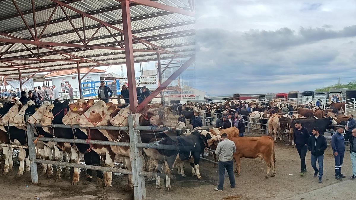 Pazarda hareketlilik sürüyor: Dev kurbanlığın fiyatı dudak uçuklattı