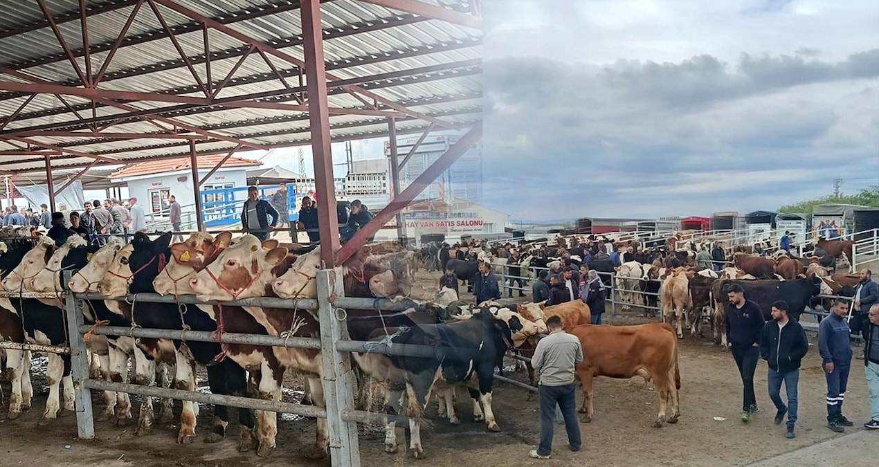 Pazarda hareketlilik sürüyor: Dev kurbanlığın fiyatı dudak uçuklattı