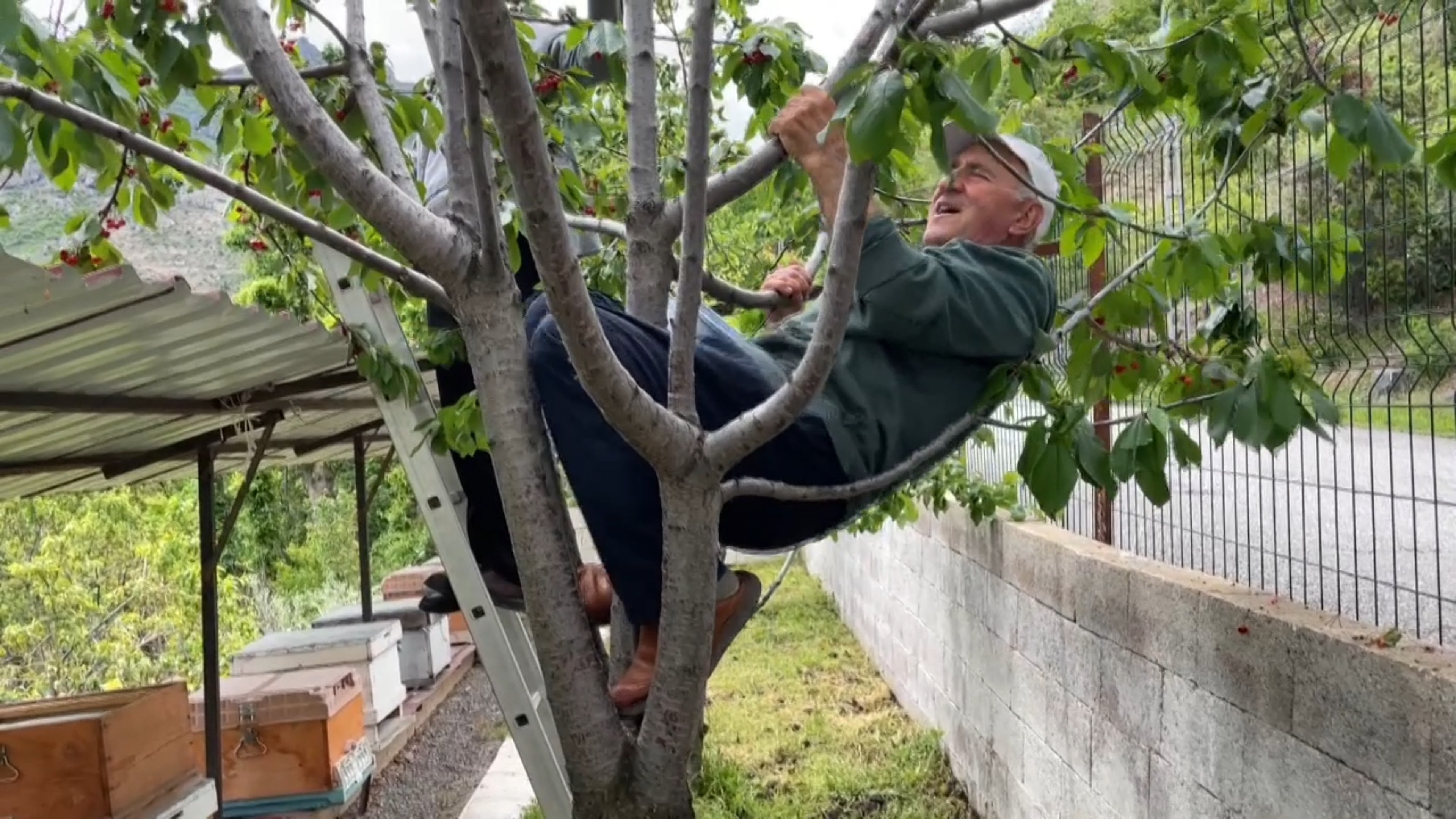 Geçen yıl kimse yiyememişti... Bu yıl da hasadı geç başladı
