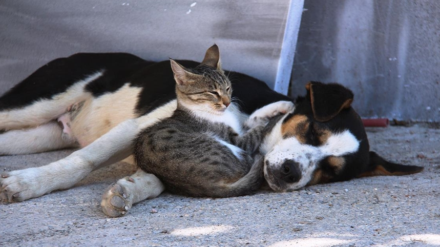 Kedi ve köpeklerde akraba çiftleşmesi yasaklandı