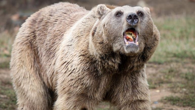Kabus geri döndü: O bölgede ayı saldırıları başladı