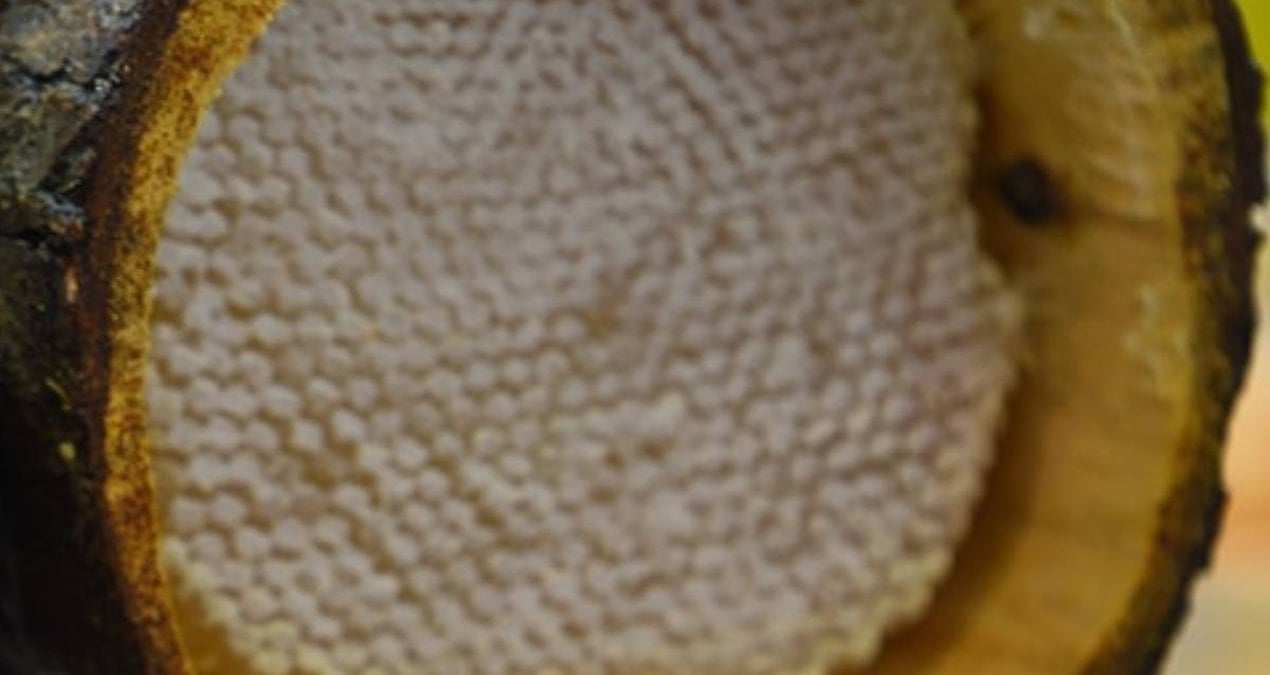 Türkiye'de üretilen elf balının kilogram fiyatı 264 bin lirayı aştı