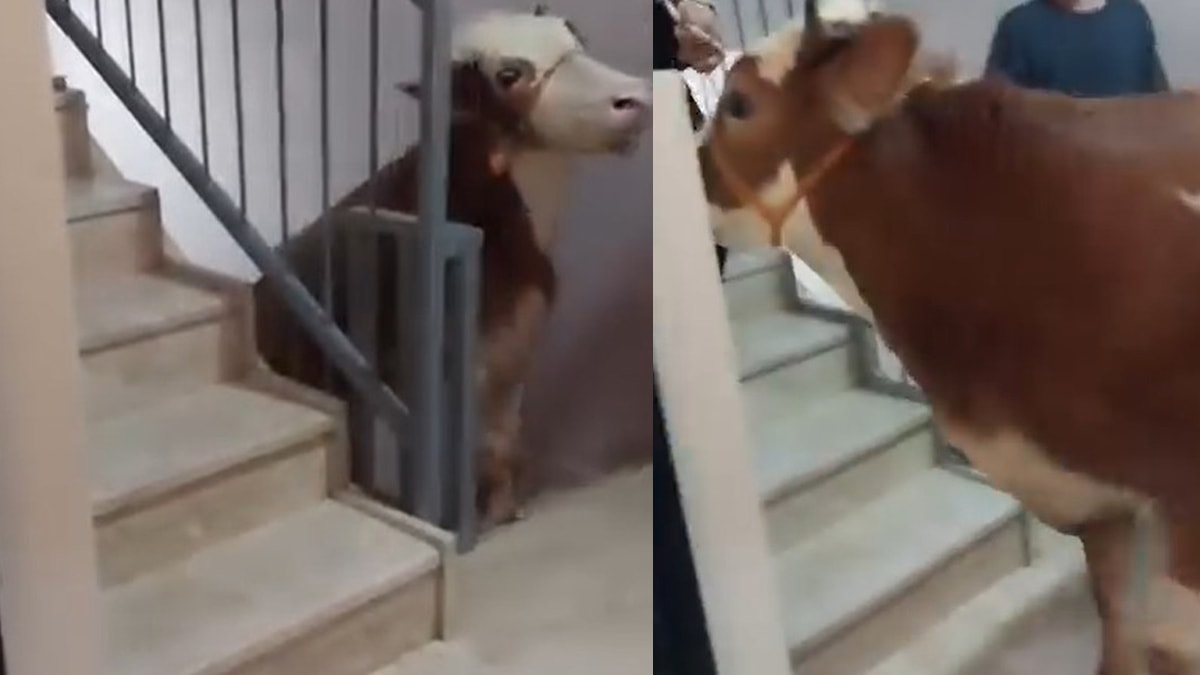 Boğayı 6 kat çıkardılar, terasta kestiler
