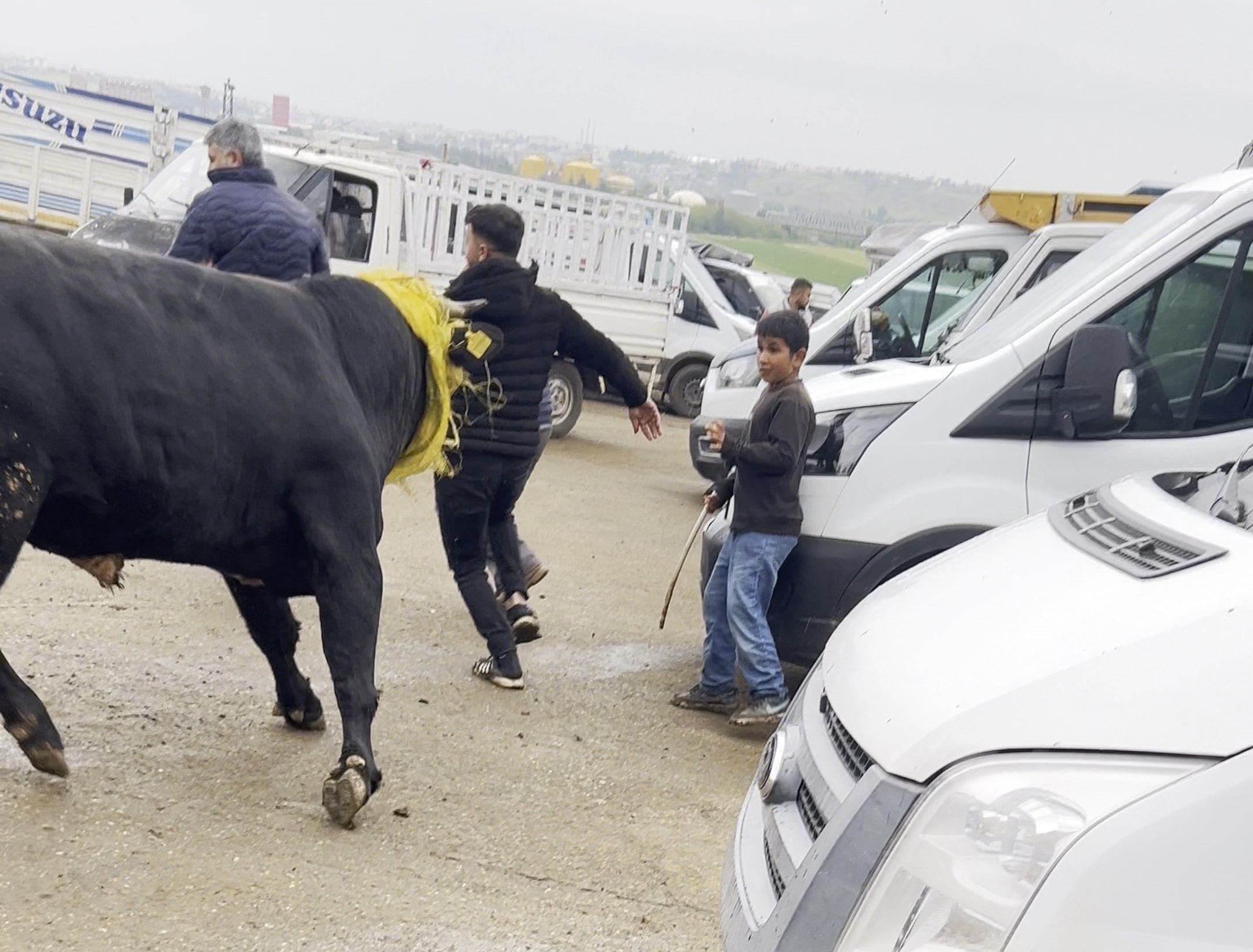 Yularını koparan kurbanlık boğa pazar yerini birbirine kattı