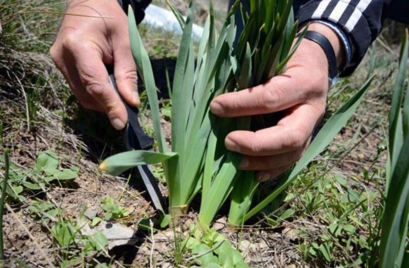 Dağ tepelerinden toplanan doğal antibiyotik kilosu 100 liradan tezgaha indi