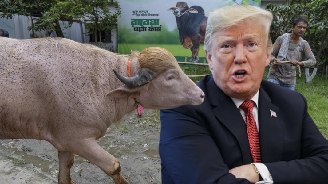 Kesilecekti, ülke ayağa kalktı: Trump'a benzeyen inek kurtuldu