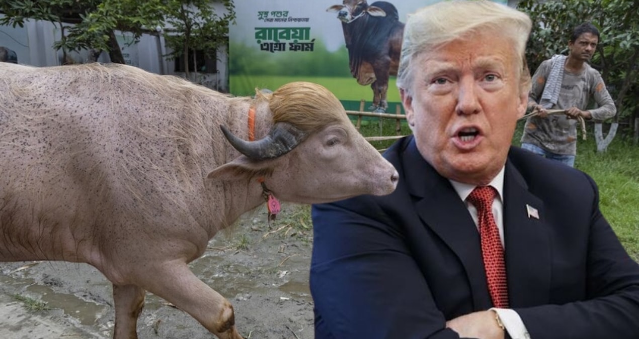 Bangladeş'te 'Donald Trump' lakaplı manda kesilmekten son anda kurtarıldı