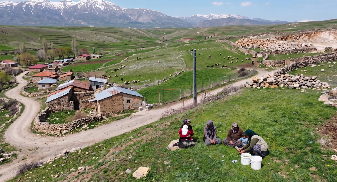 Doğada bedava ama kilosu 250 liradan satılıyor: Jiletle tek tek toplanıyor