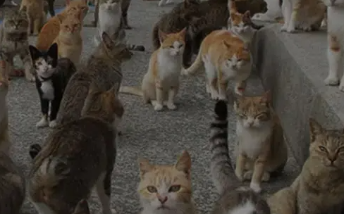 İzmir’de korkunç olay: Onlarca kedi ölü bulundu