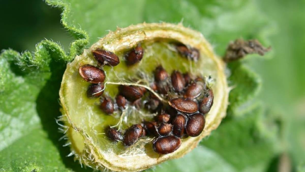 Bu bitkinin meyveleri bomba gibi patlıyor