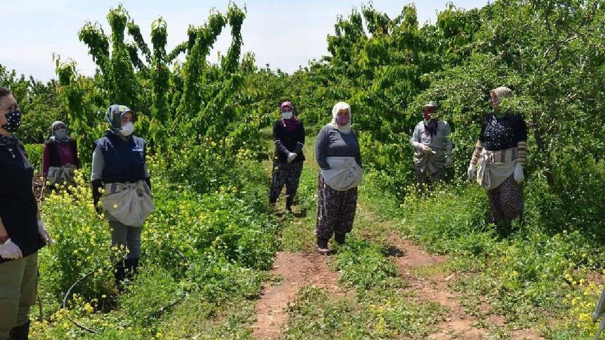 1 senede meyve veriyor: Bu ağacı eken sene sonunda evini arabasını alıyor