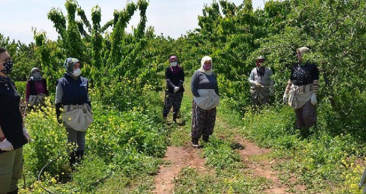 1 senede meyve veriyor: Bu ağacı eken sene sonunda evini arabasını alıyor