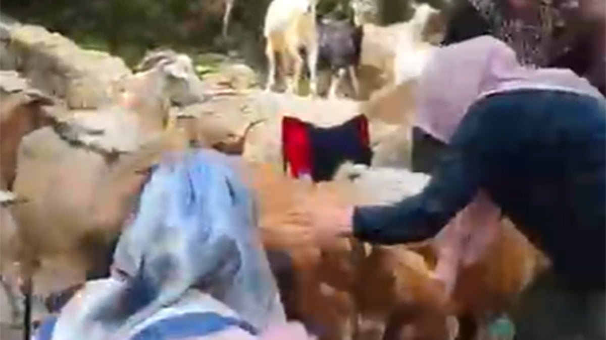 Ormanda düzenlenen pikniği keçiler bastı