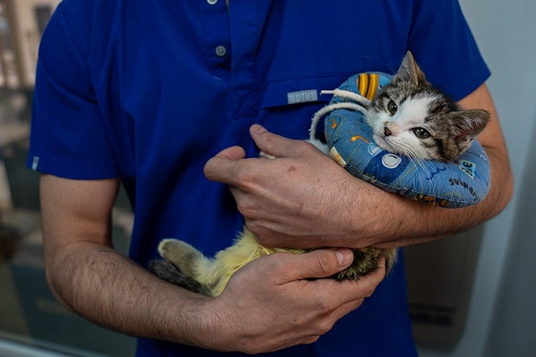 İzmir’de 33 kedinin ölümüyle ilgili yeni gelişme