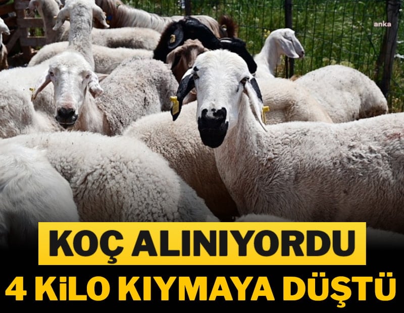 Koç alınıyordu 4 kilo kıymaya düştü