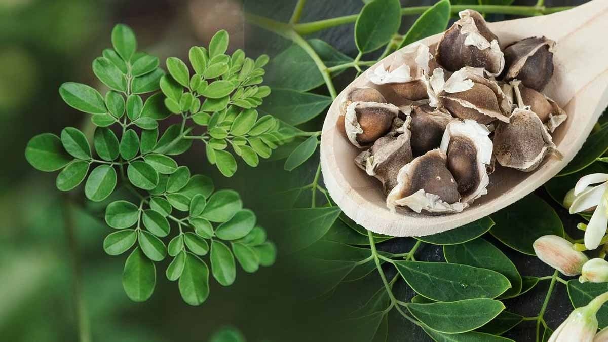 Tek bir tohum 10 litre suyu tertemiz yapıyor