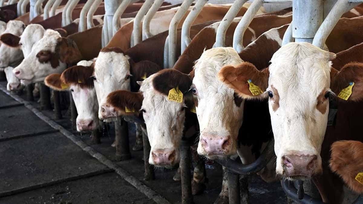 Fransa'da yapılan 2 aşamalı deney kanıtladı: İnekler yüzünüze bakınca aslında o şeyi yapıyor