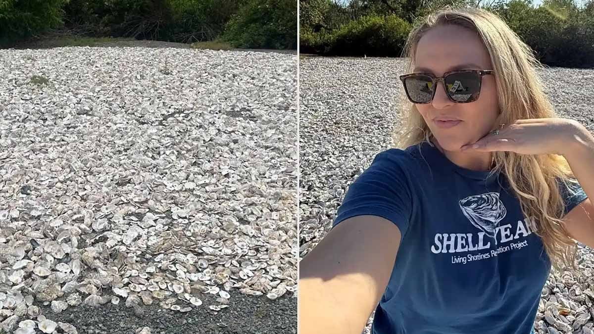 Her sabah restoran çöplerinden torba torba istiridye kabukları topladı nedeni 'vay be' dedirtti