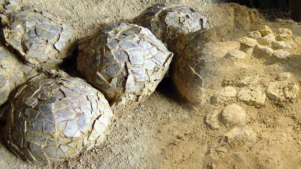 Kazdıkça binlercesi çıktı, aynı delikte tam 3 farklı tür buldular