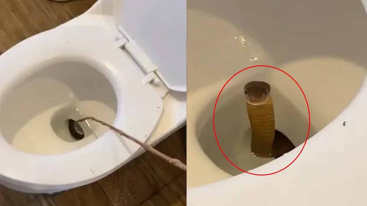 Tatile gittiler, tuvaletten dünyanın en ölümcül yılanı çıktı