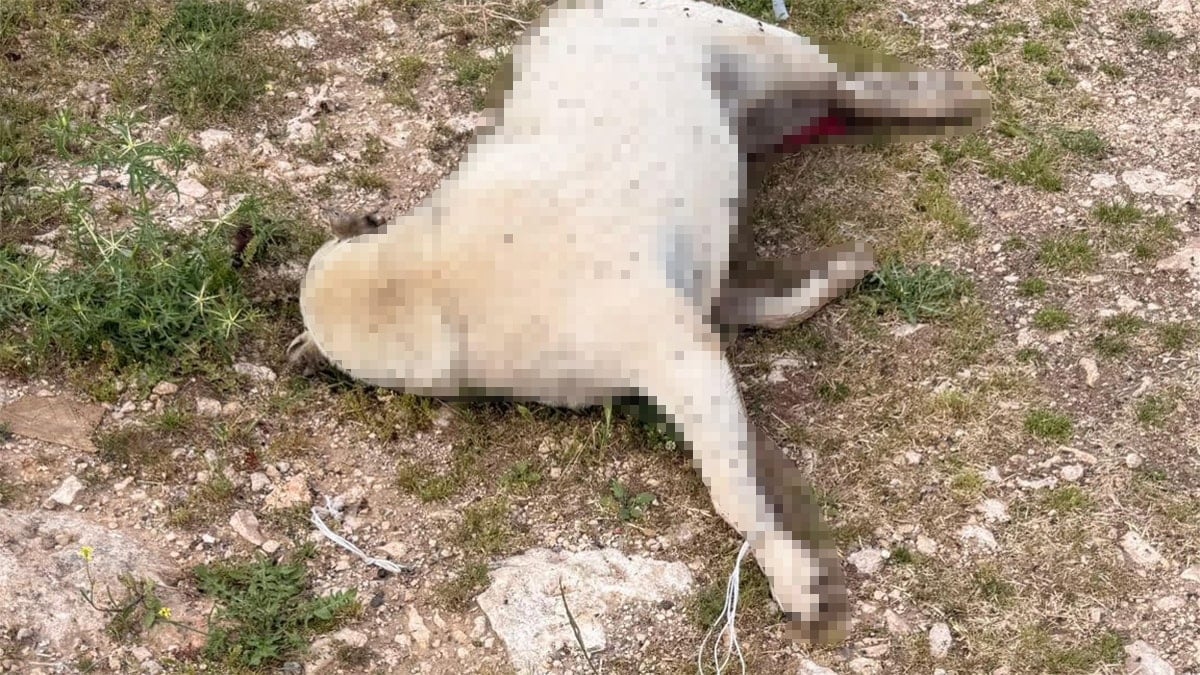 Hamile köpek sürüklenerek katledildi
