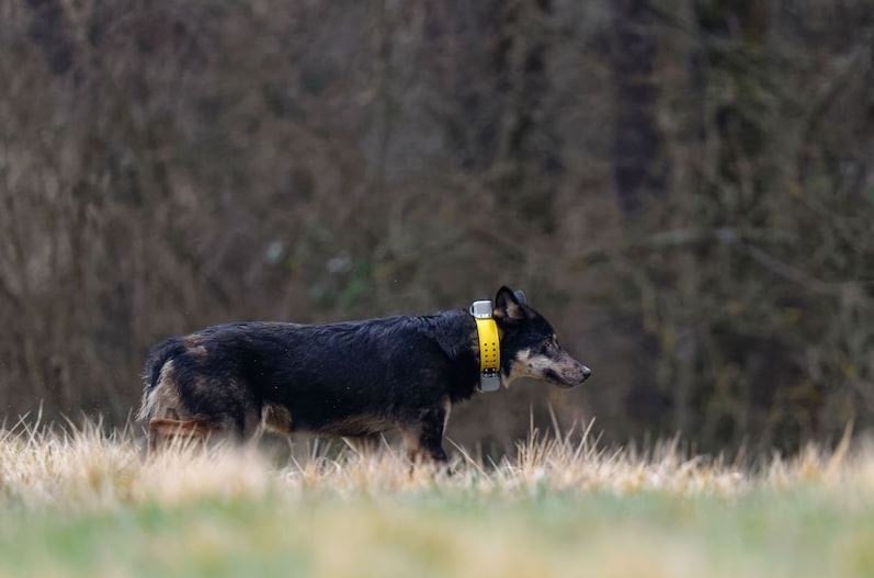Evrim tersine döndü: Başkalaşım geçirip köpek olmaya başladılar