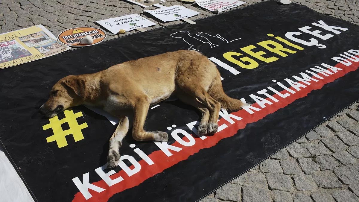 Çeşme’deki Hayvan Rehabilitasyon Merkezi’nde ölen köpekle ilgili idari soruşturma