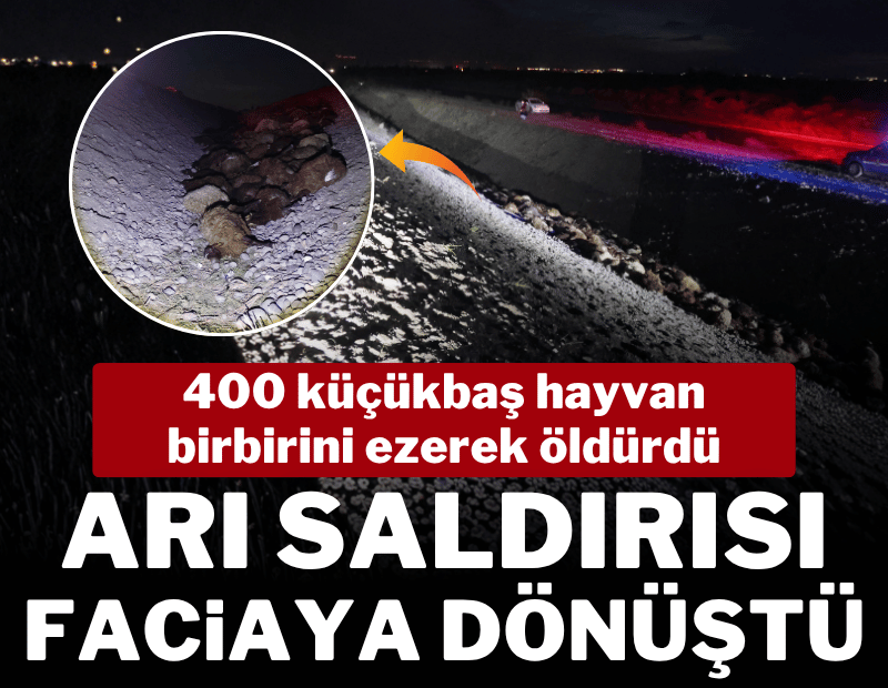 Iğdır'da arı saldırısı faciaya dönüştü; 400 küçükbaş öldü, 5 kişi yaralandı
