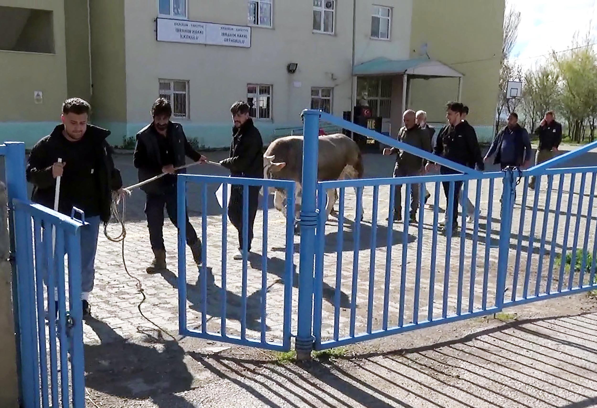 Kurban keserken kalp krizi geçirip öldü
