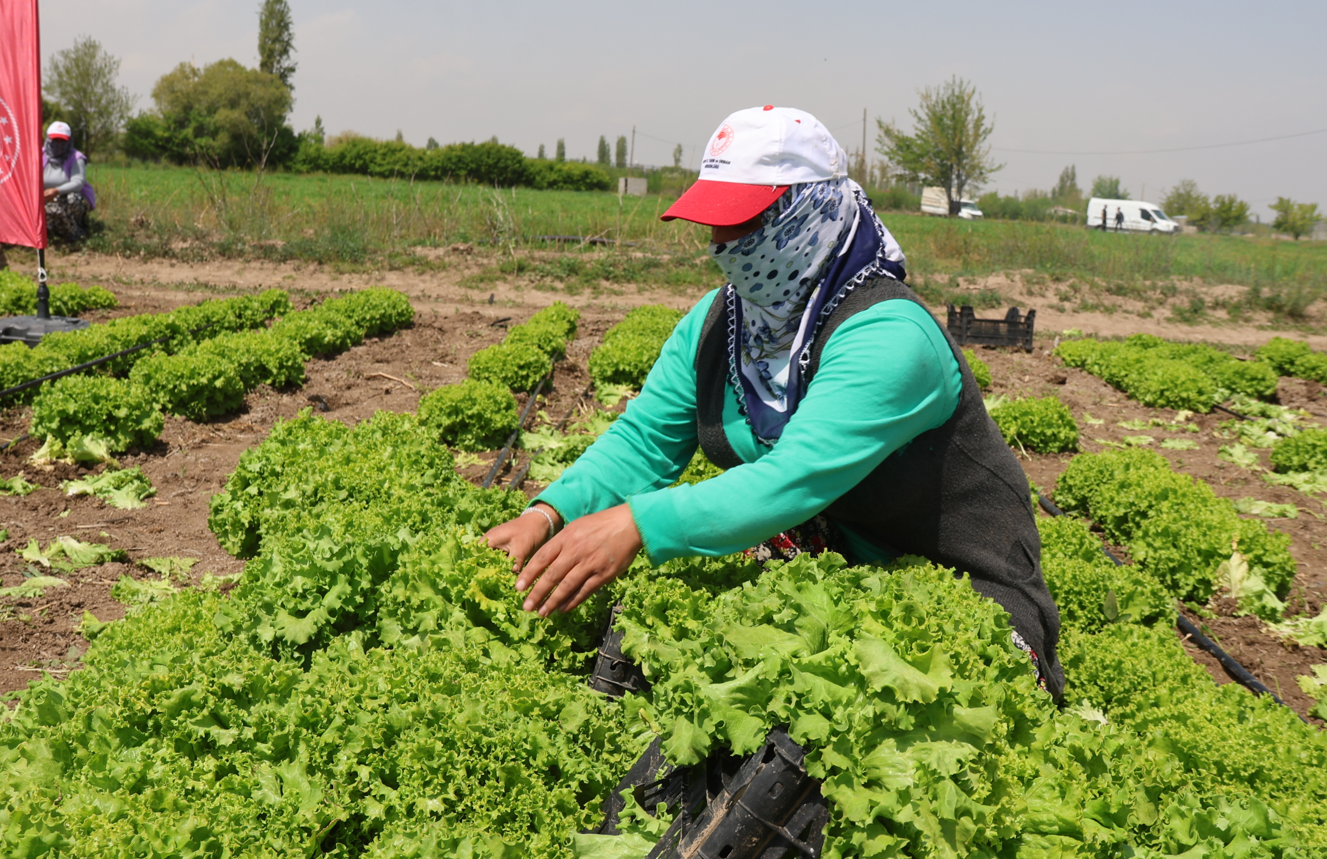 Iğdır'da yılın ilk hasadı marul tarlalarında yapıldı