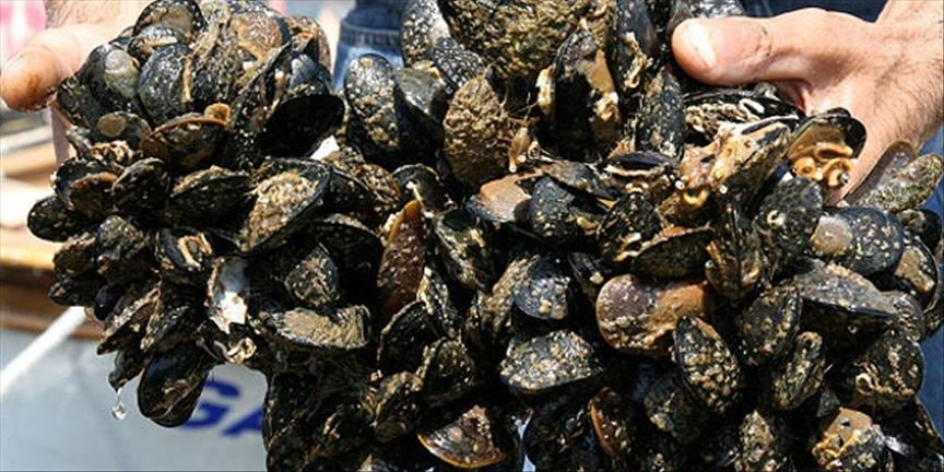 İzmir’de kaçak av operasyonu: 7 ton su ürününe el konuldu