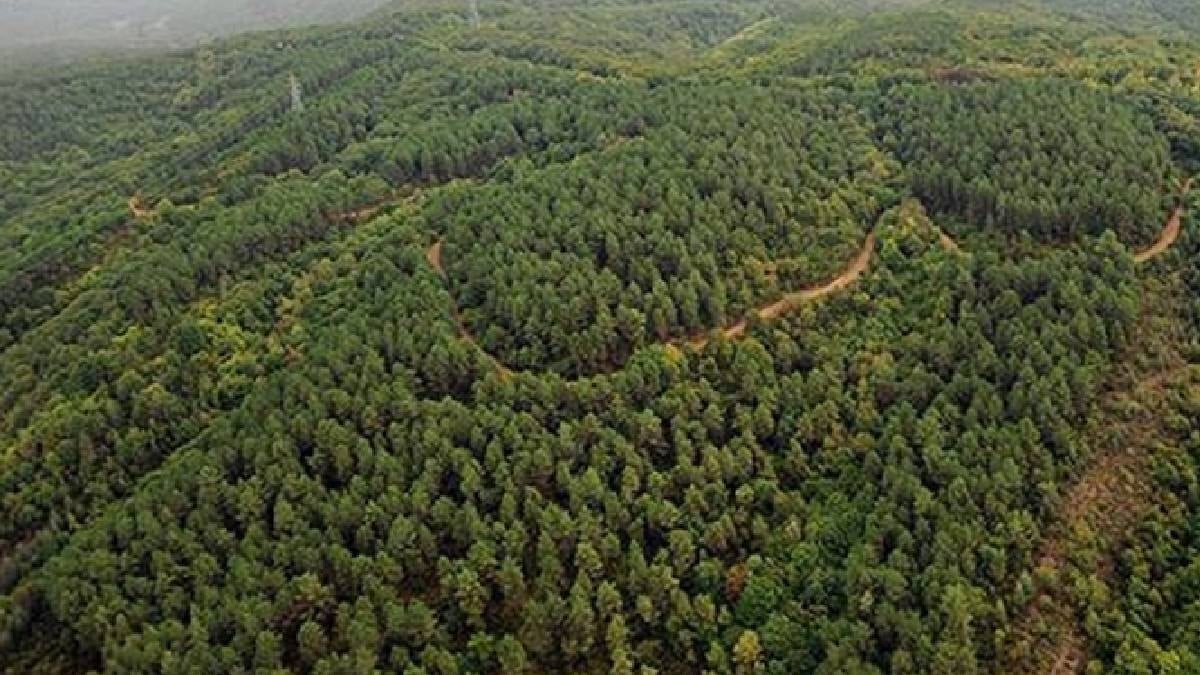 800 yavrusuyla dünya rekoru kırdı