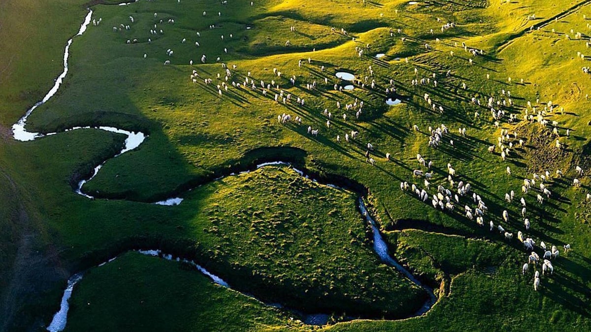 Yayla kıyımına MHP’den itiraz