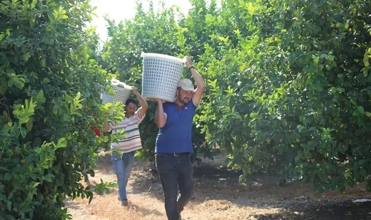 Yılın ilk hasadı başladı, kilosu 600 TL'den kapış kapış satılıyor