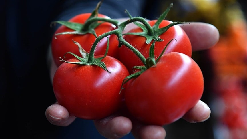 Herkes Çanakkale sanıyordu, ama en iyi domates bu ilimizdeymiş