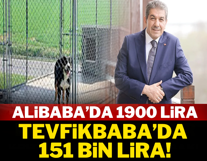 Alibaba 1900 lira, Tevfikbaba'da 151 bin lira! AKP'li belediye köpeklere villa mı alıyor?