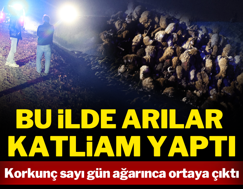 Arılar katliam yaptı: Korkunç sayı gün ağarınca ortaya çıktı!
