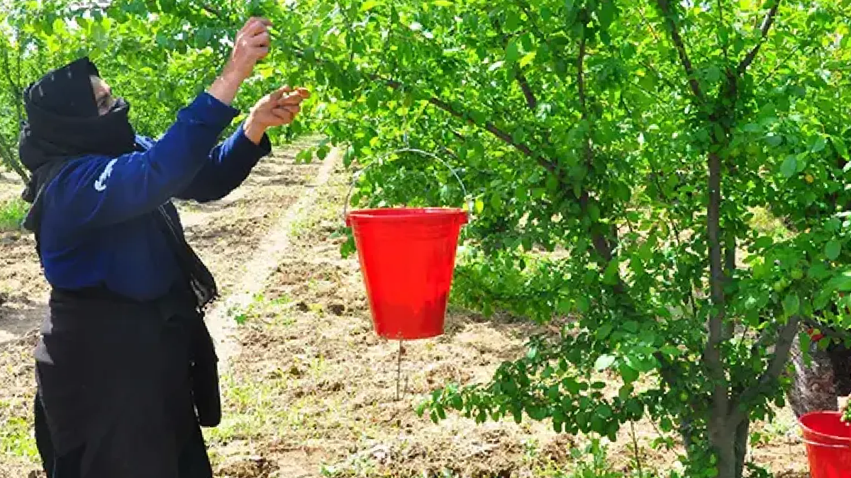 Manisa'da duyulmamış hasat: 81 ile gönderiliyor, kilosu 100 lira