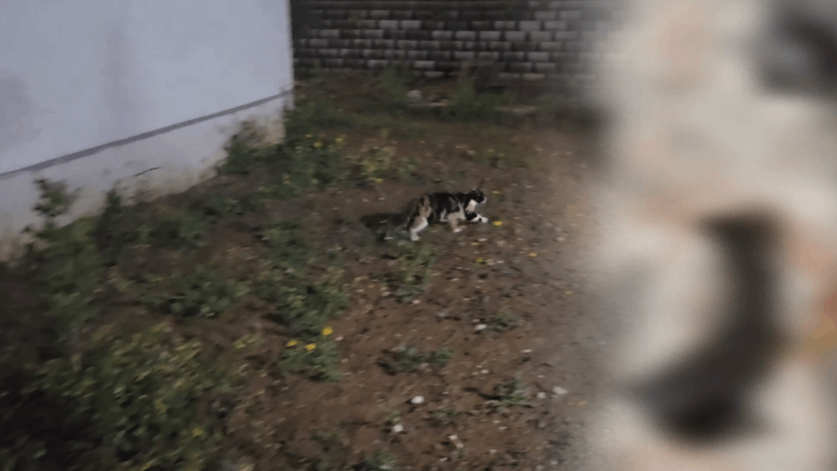 Başakşehir'de korkunç olay: 4 yavru kedi parçalanmış halde bulundu