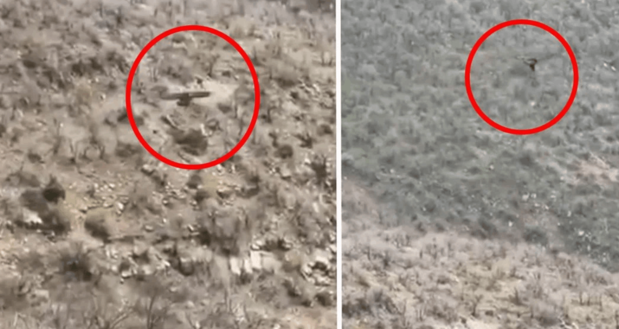 Şırnak Şenoba'da bir kartalın domuz yavrusunu avladığı anlar görüntülendi