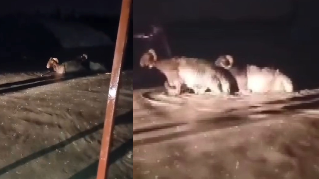Hatay'da kurban pazarını su bastı