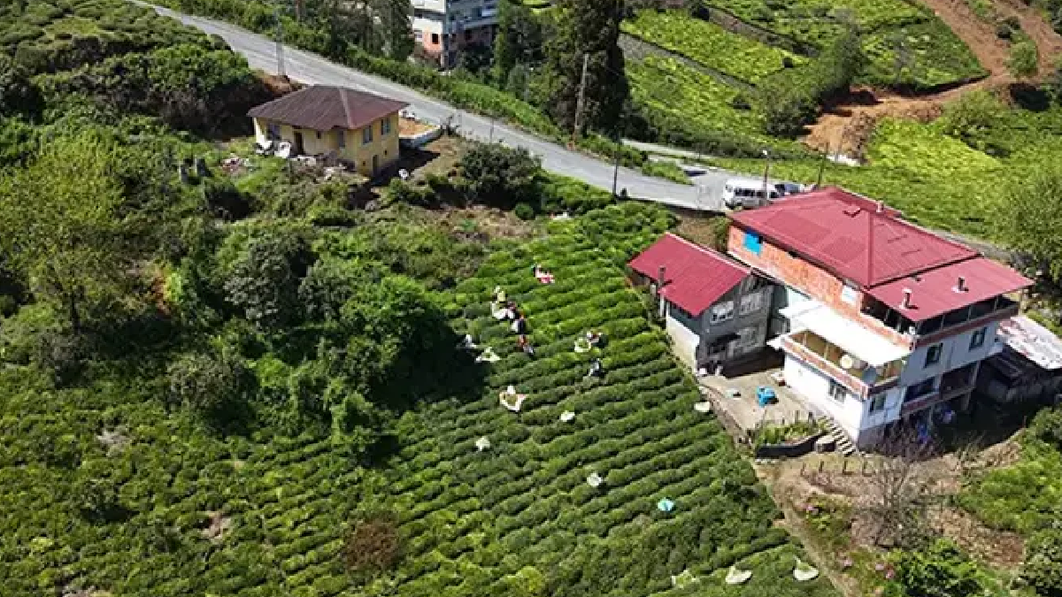 Soğuk vurdu, hasat gecikti: Yüksek rekolte bekleniyor