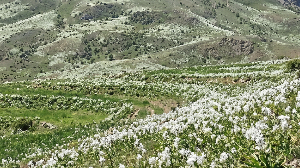 Dünyada sadece Ankara'da yetişiyor: Yılda sadece 2 ay görünüyor