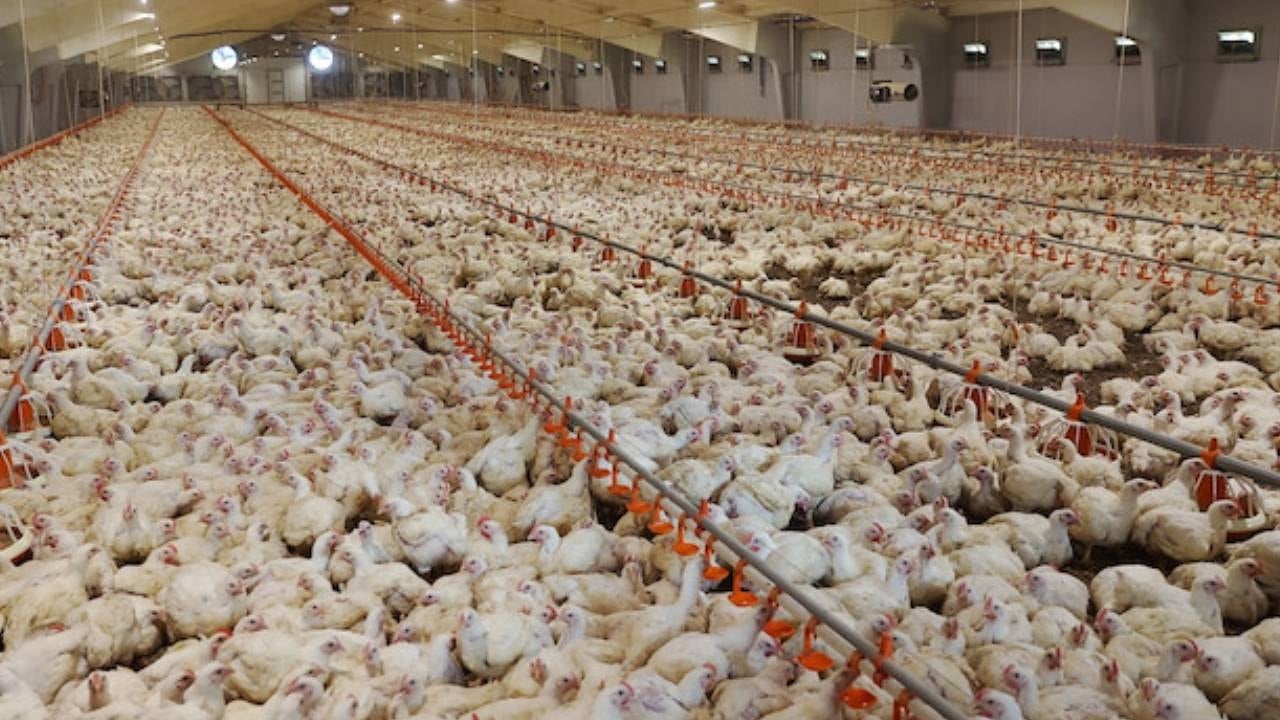 2.600 nüfuslu şehri tesis kuracaklar: Dakikada 91 adet yumurta üretilecek