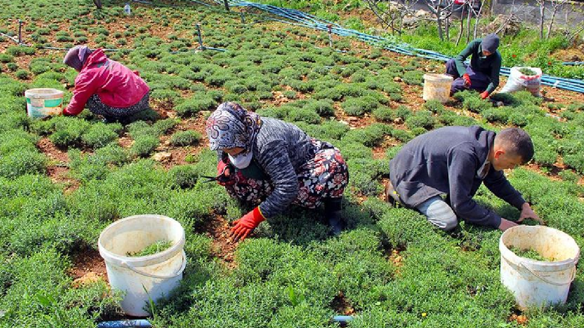 Dağların şifalı mirası tezgahlara indi: Kilosu 400 TL'den satılıyor