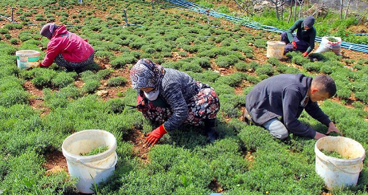 Dağların şifalı mirası tezgahlara indi: Kilosu 400 TL'den satılıyor