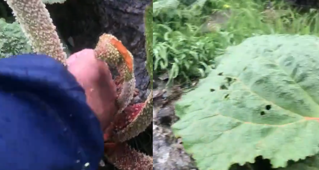 Batman Sason'da yayla muzu olarak bilinen ışkın hasadı başladı