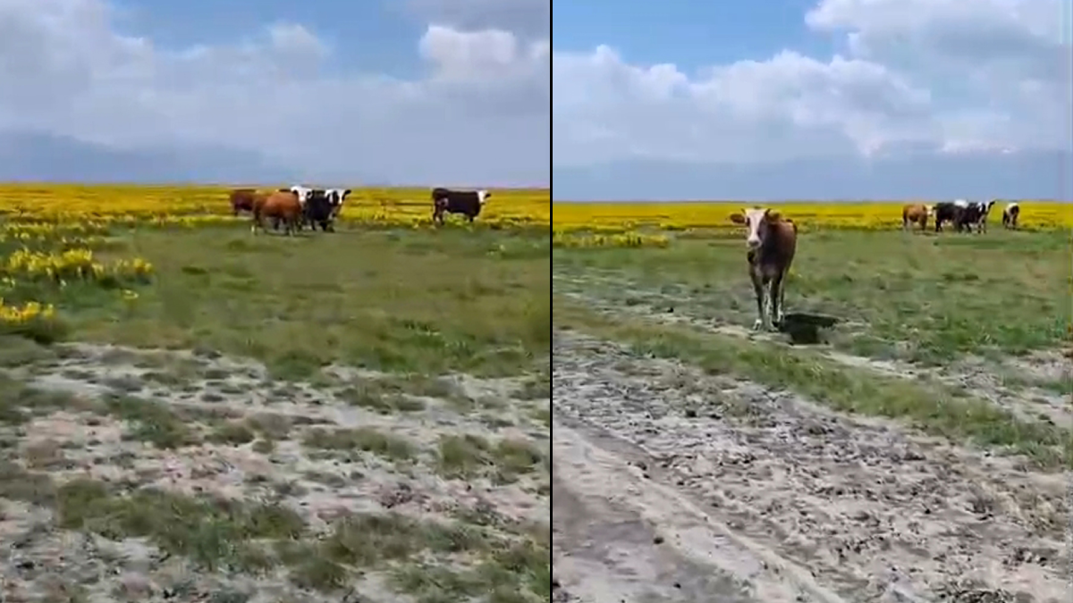 Koruma altındaki bitkileri yiyen ineklere inceleme başlatıldı